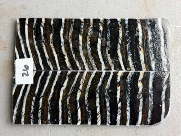 Stabilisierter Mammutbackenzahn - 4